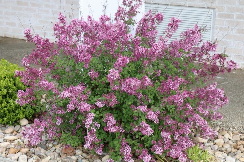 The Village Inn image 21